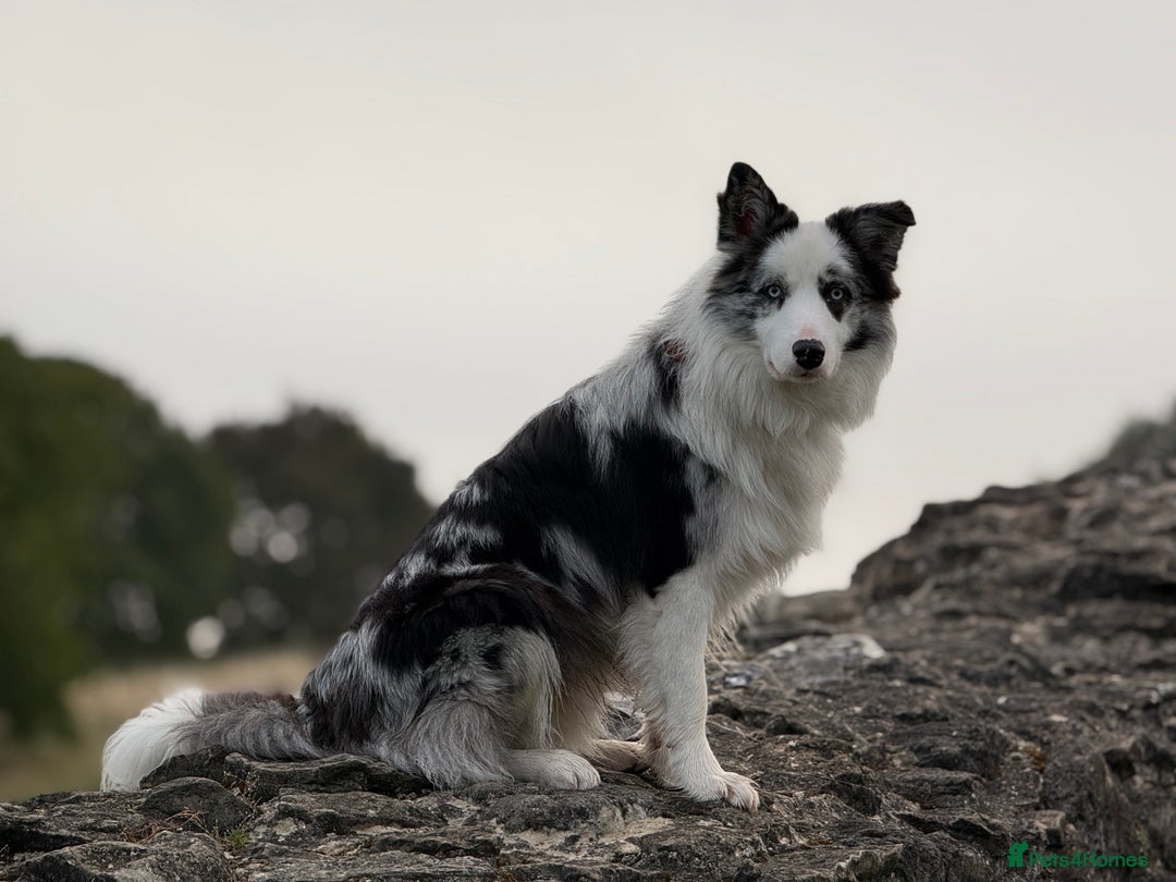 Border Collie dogs for stud: Blue Merle Border Collie Looking for Girlfriend - Image 7