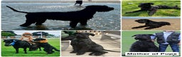 Giant Schnauzer dogs for sale: Show quality KC registered Giant Schnauzers  - Advert 4