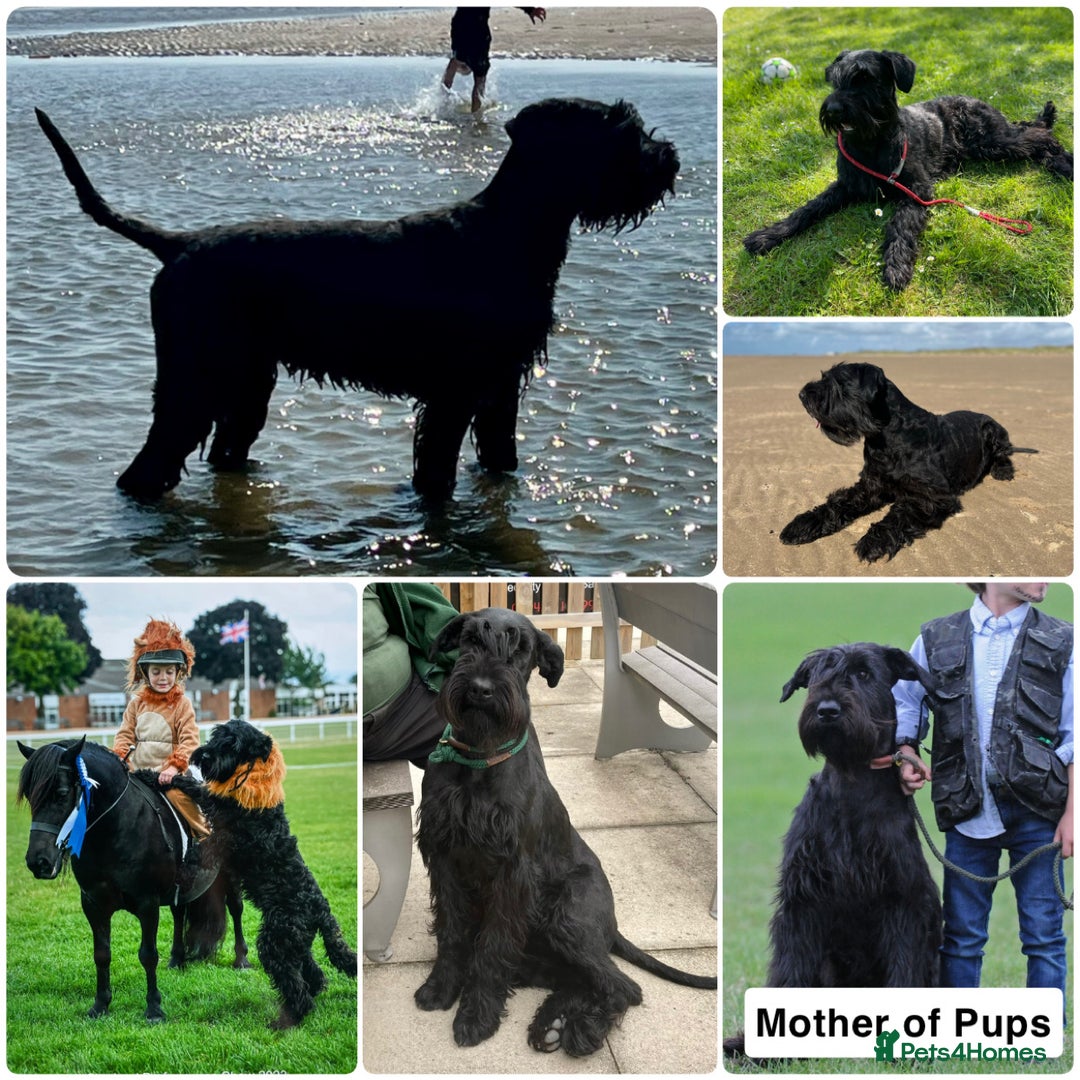 Giant Schnauzer dogs for sale: Show quality KC registered Giant Schnauzers  - Advert 4