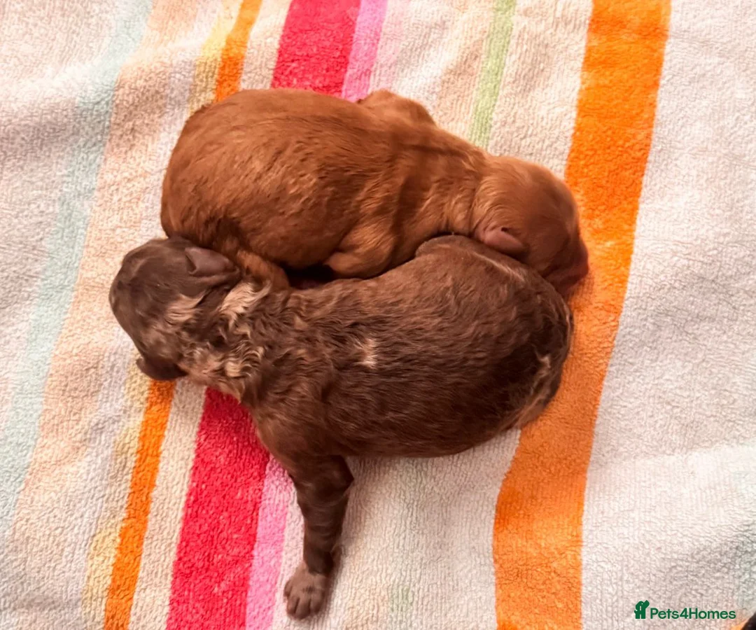 Miniature Poodle dogs for stud: 💥FOR STUD💥 CHOC MERLE PHANTOM MIN POODLE in Doncaster - Advert 10