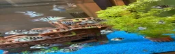 Cichlids fish for sale: XL polar parrot cichlids in Ebbw Vale - Advert 7