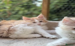 Maine Coon cats for sale: Wonderful Maine Coon Boys from the Grand Champion  - Image 12