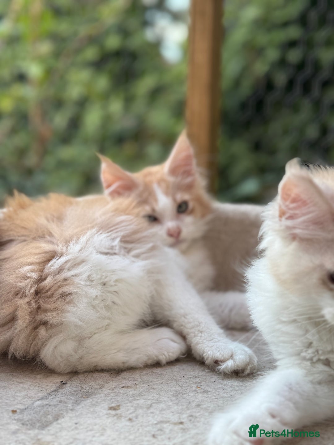 Maine Coon cats for sale: Wonderful Maine Coon Boys from the Grand Champion  - Image 12