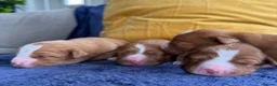 Nova Scotia Duck Tolling Retriever dogs for sale: Beautiful Toller puppies from champion bloodlines - Advert 8