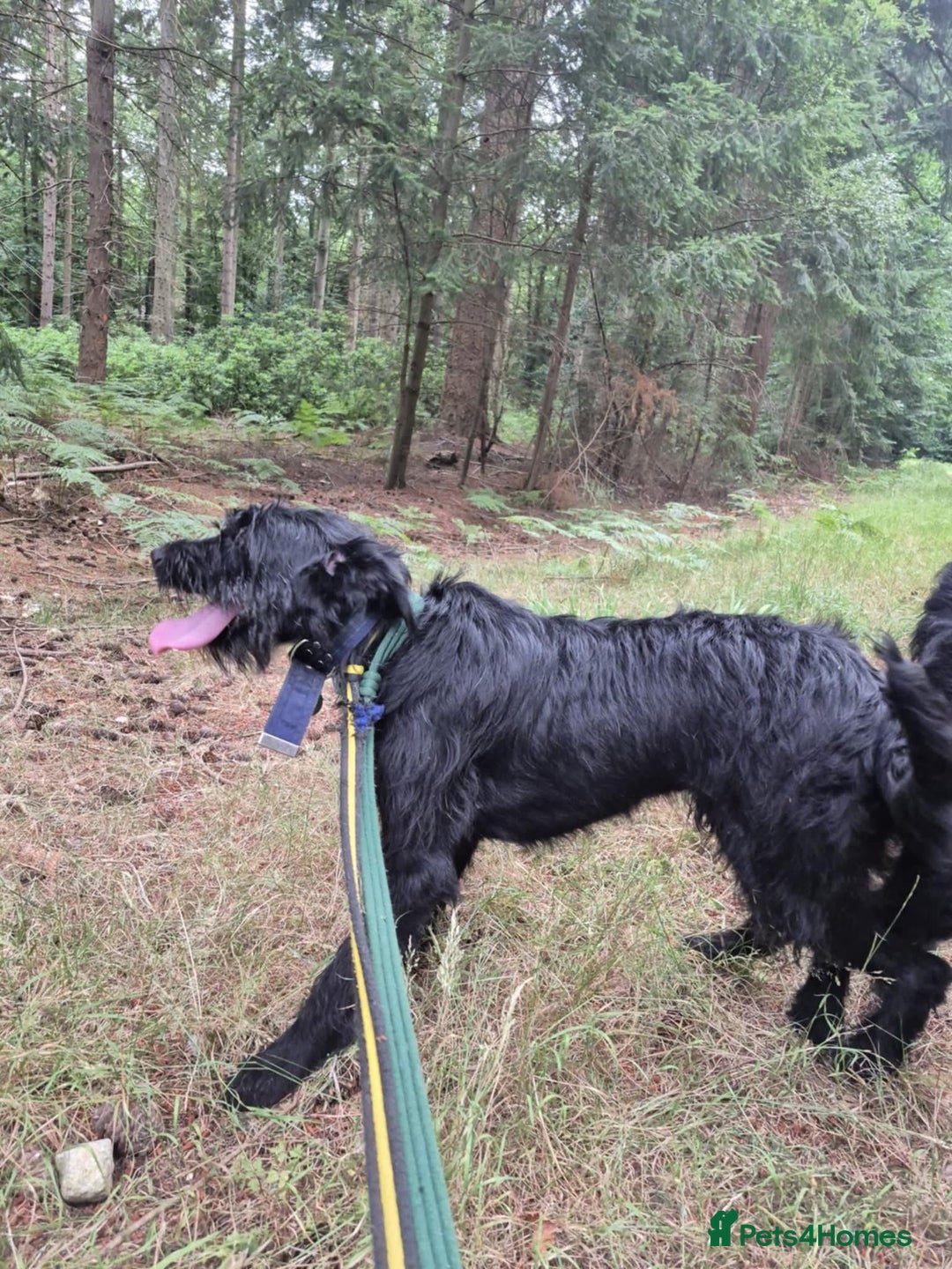 Mixed Breed dogs for adoption: Micky - Norwich Norfolk  - Image 3