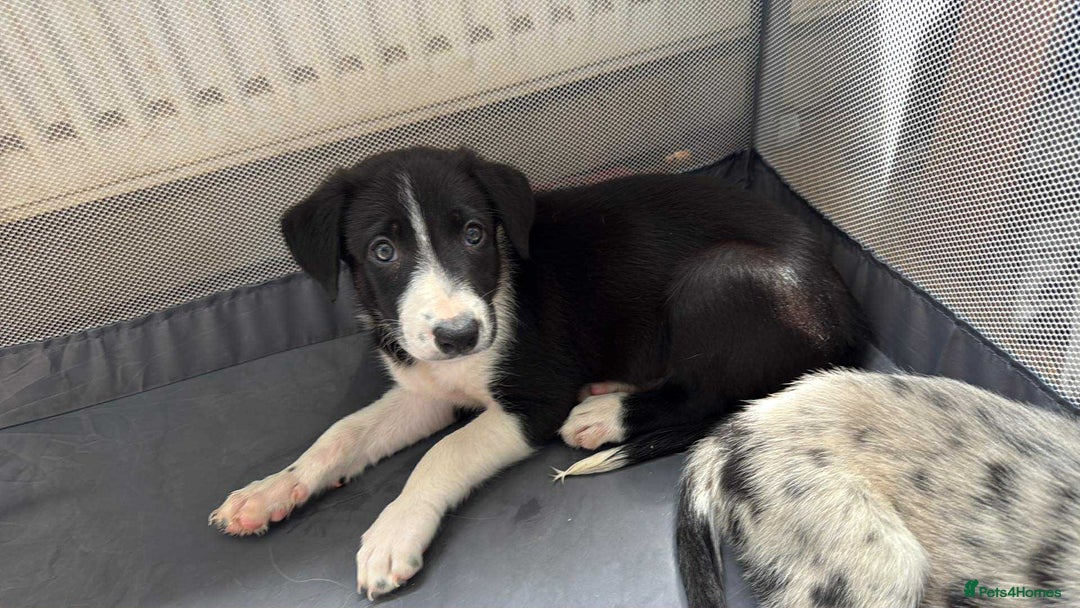 Border Collie dogs for sale: Collie pups-pup 4 & 5 left -REDUCED! Msg me!!! in Wednesbury - Image 8