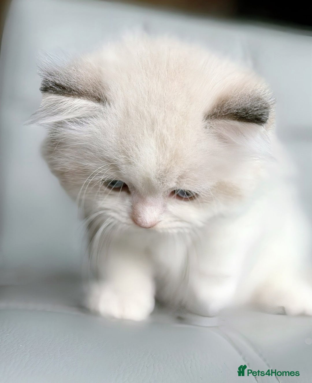 Ragdoll cats for sale: DNA Tested Ragdoll Kitten 1 Male Available  - Advert 4