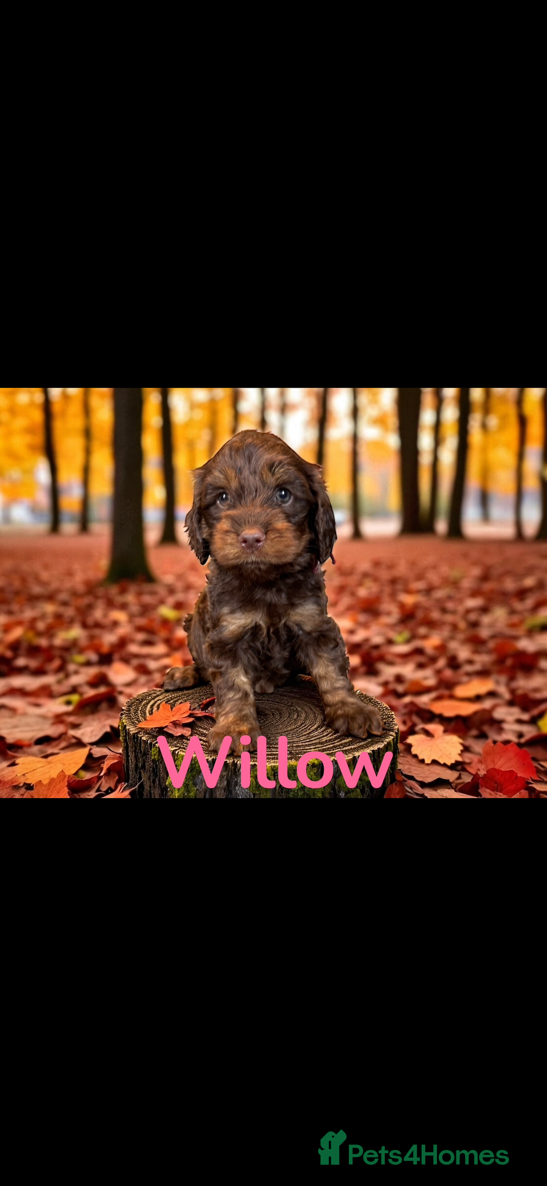 Cockapoo dogs for sale: *READY MONDAY* girls F1 CHOCOLATE DNA CLEAR  - Image 8