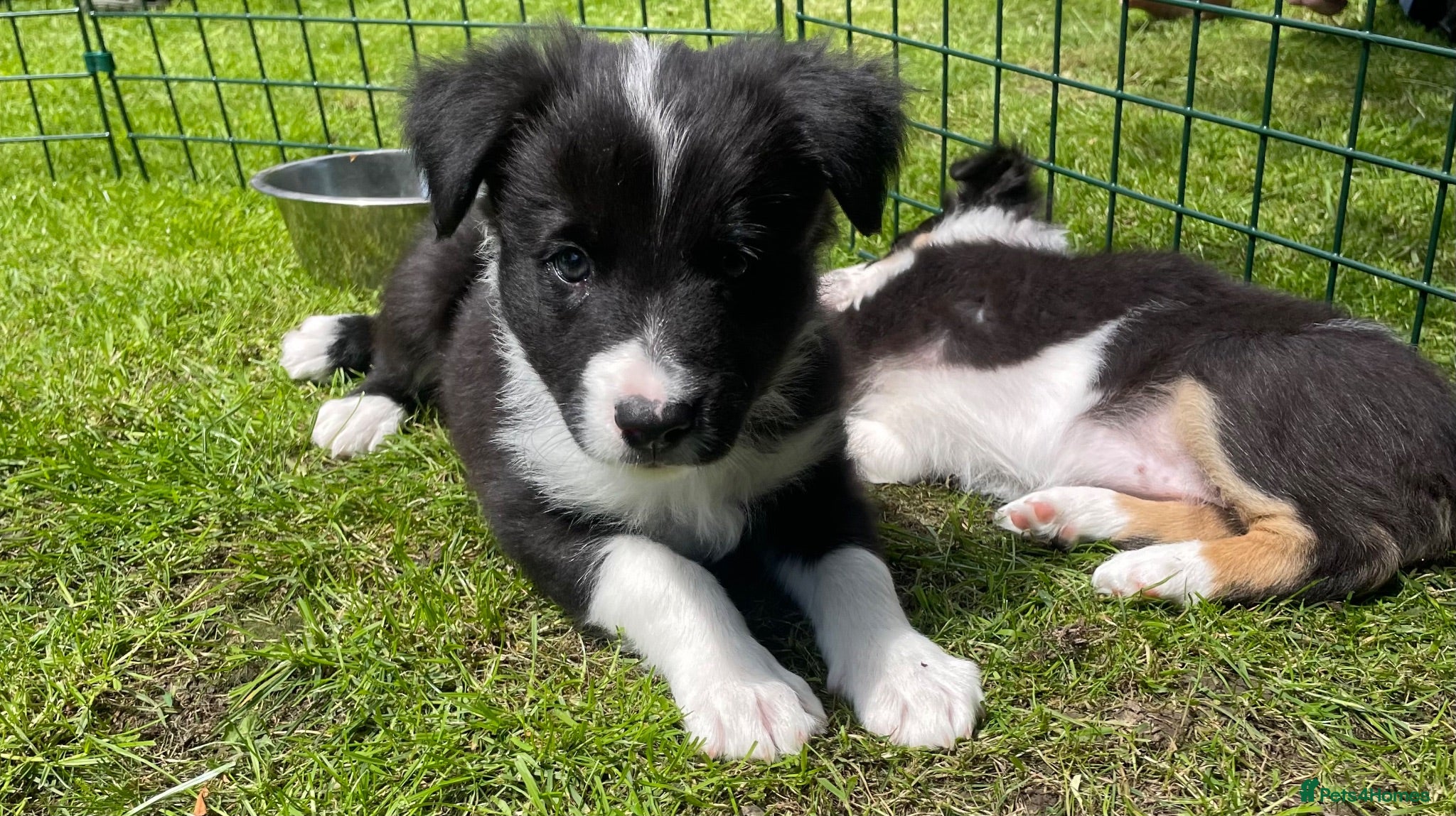Border Collie dogs Border Collie Puppies  - Advert 1