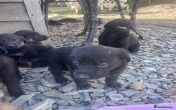 Labrador Retriever dogs for sale: Incredible repeat mating  - Image 18