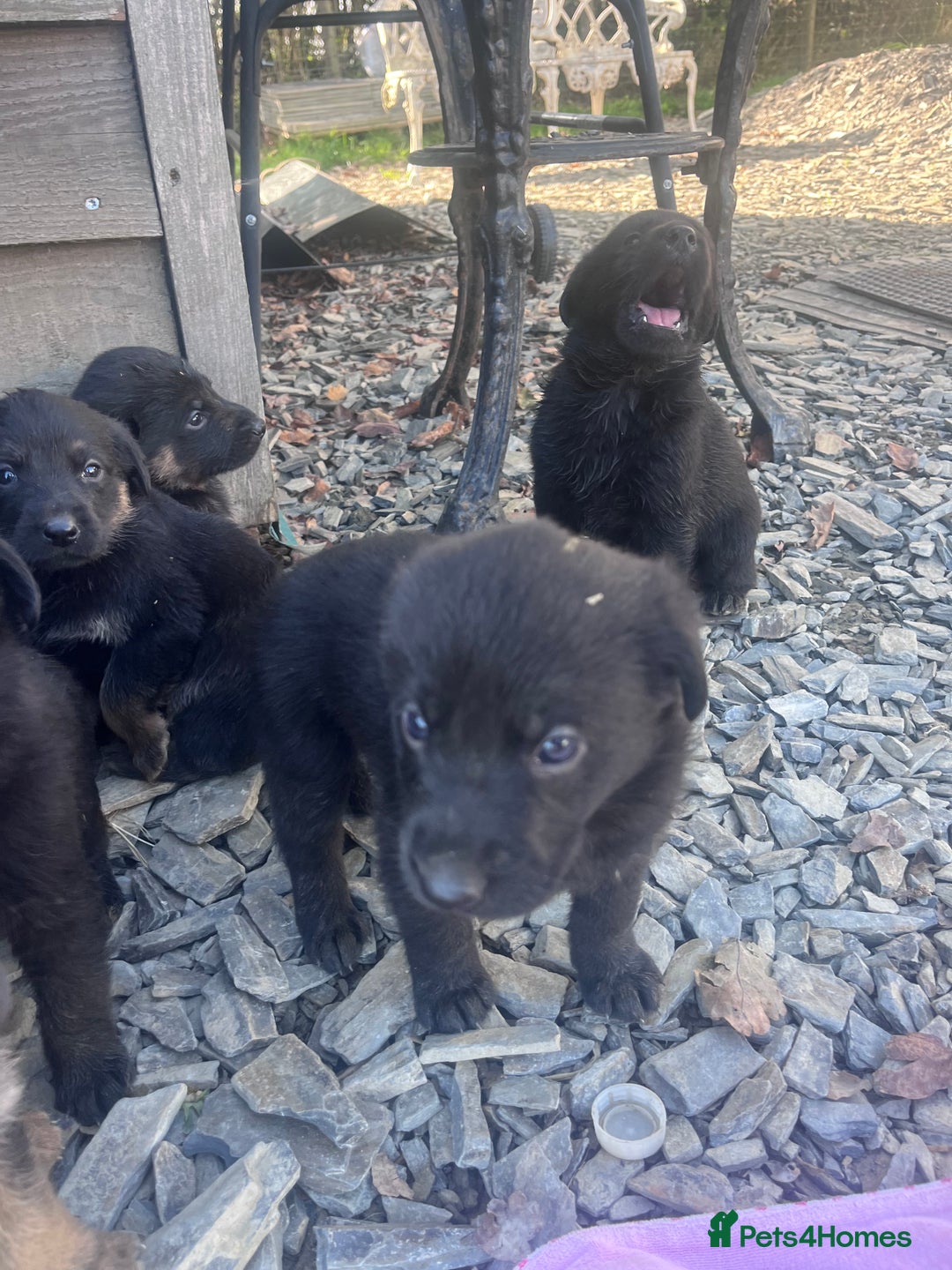 Labrador Retriever dogs for sale: Incredible repeat mating  - Image 18