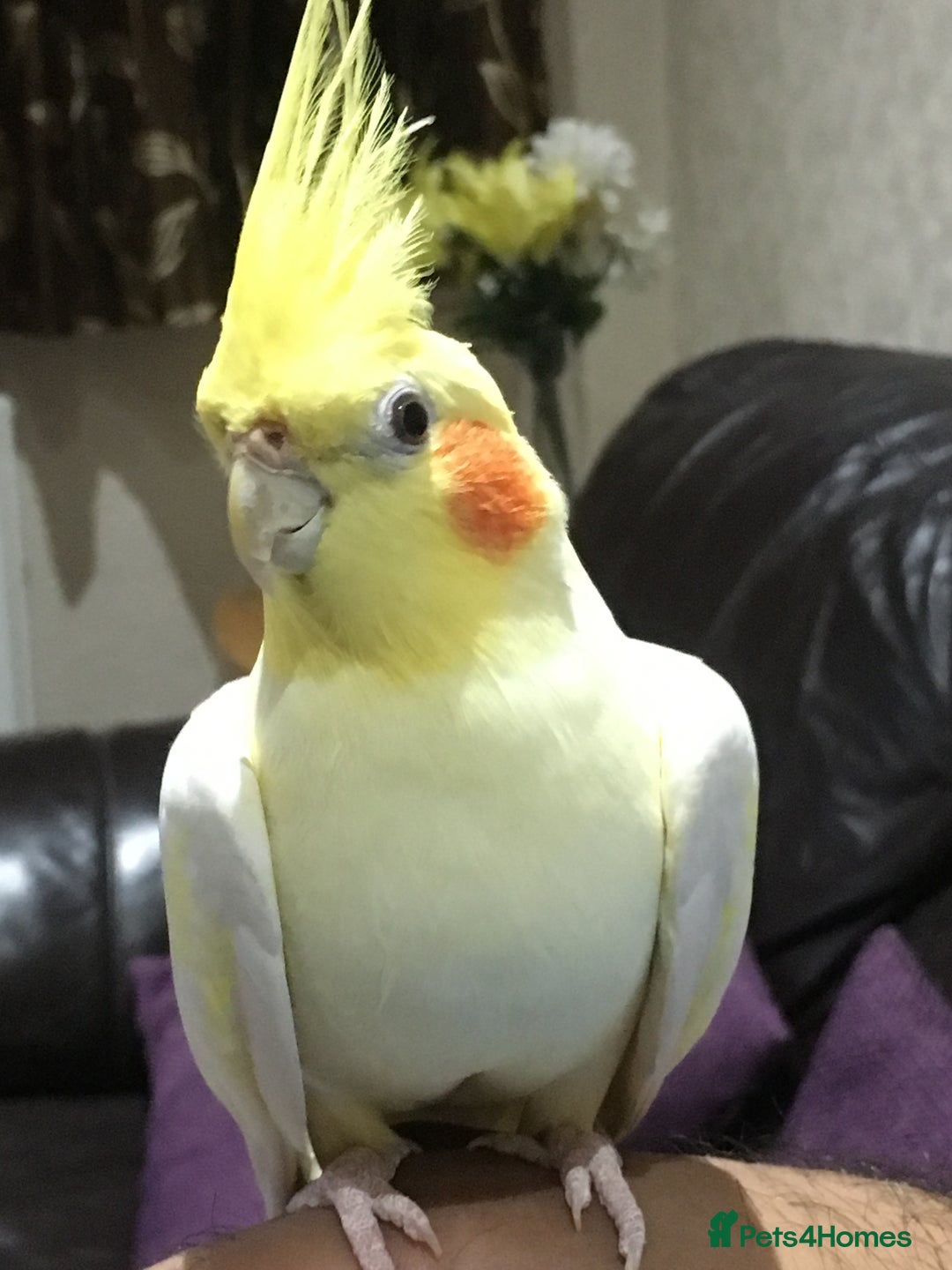 Cockatiels birds for sale: Cockateils breeding pair - Image 12