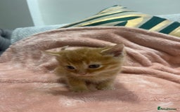 Scottish Fold cats for sale: Scottish fold/straight kittens  - Image 9