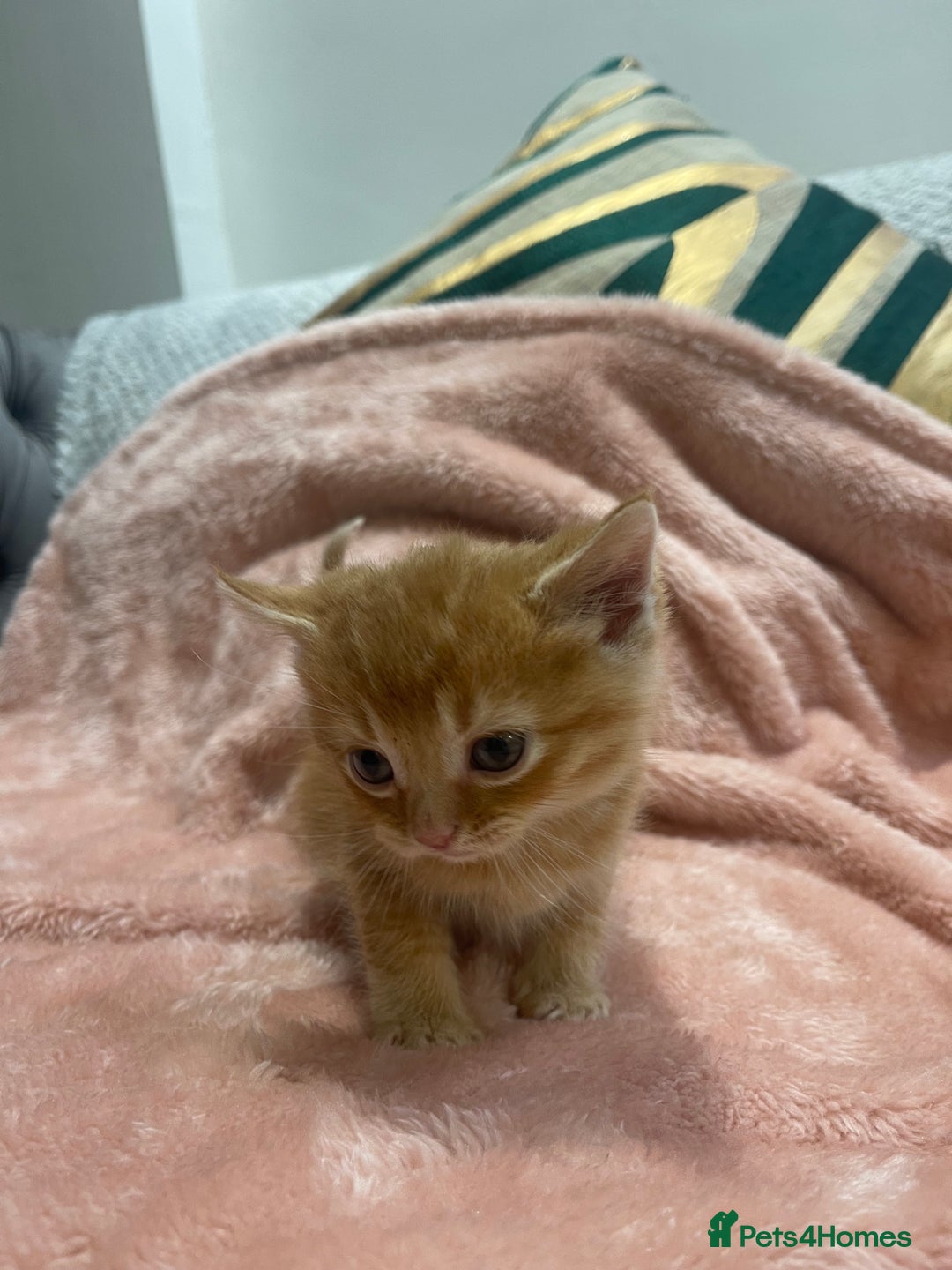 Scottish Fold cats for sale: Scottish fold/straight kittens  - Image 9