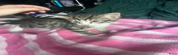 Mixed Breed cats for sale: Beautiful Tabby Kittens, looking for forever homes - Advert 3