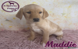 Labrador Retriever dogs for sale: Adorable KC Reg Labrador Puppies *Ready Now* - Image 12