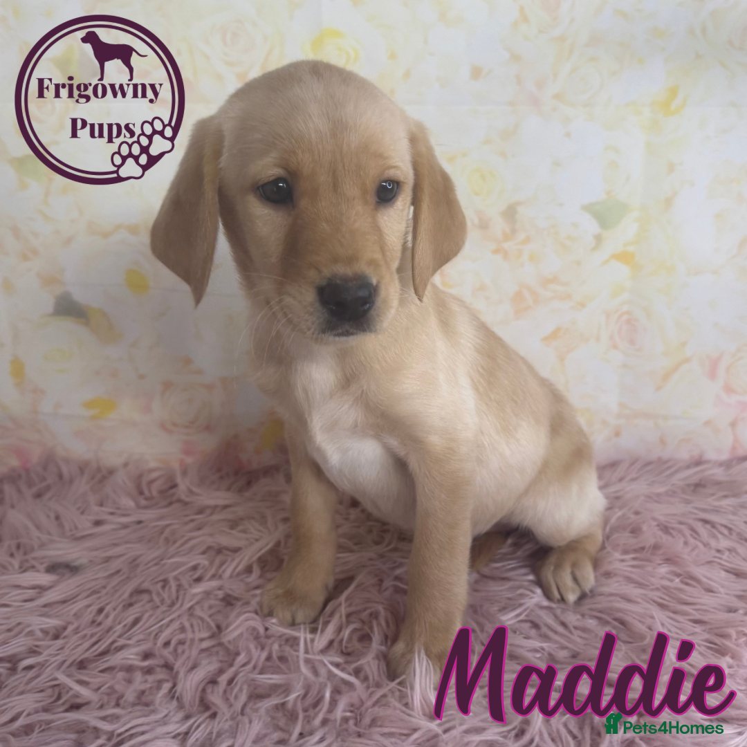 Labrador Retriever dogs for sale: Adorable KC Reg Labrador Puppies *Ready Now* - Image 12