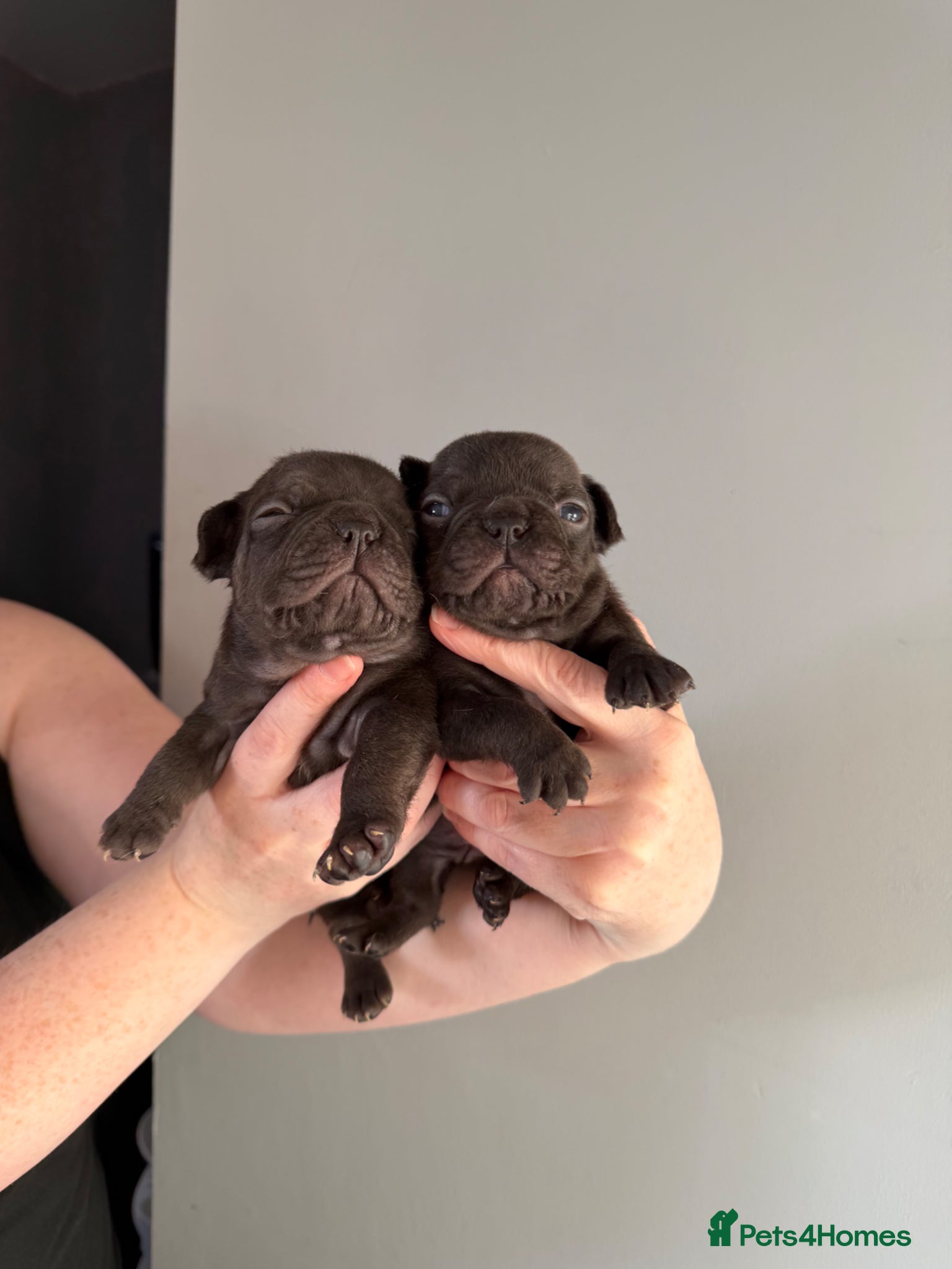 French Bulldog dogs Stunning, colourful litter of 8 French Bulldogs - Advert 7