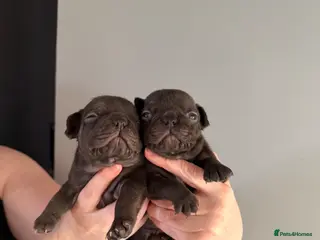 French Bulldog dogs Stunning, colourful litter of 8 French Bulldogs - Advert 7