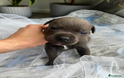 Staffordshire Bull Terrier dogs for sale: 🔷 Pharaon Champion Line Pups 🔷 in Wolverhampton - Image 13