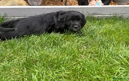 Cockerdor dogs for sale: 3 beautiful cockerador baby’s  - Image 19