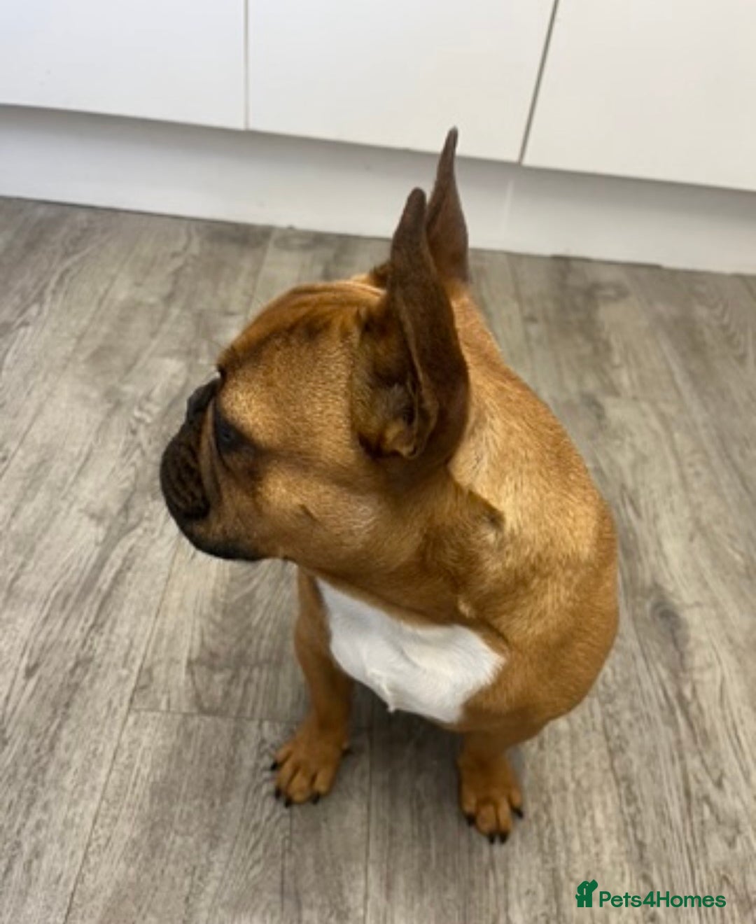 French Bulldog dogs for stud: KC REG FAWN STUD ⭐  - Advert 2