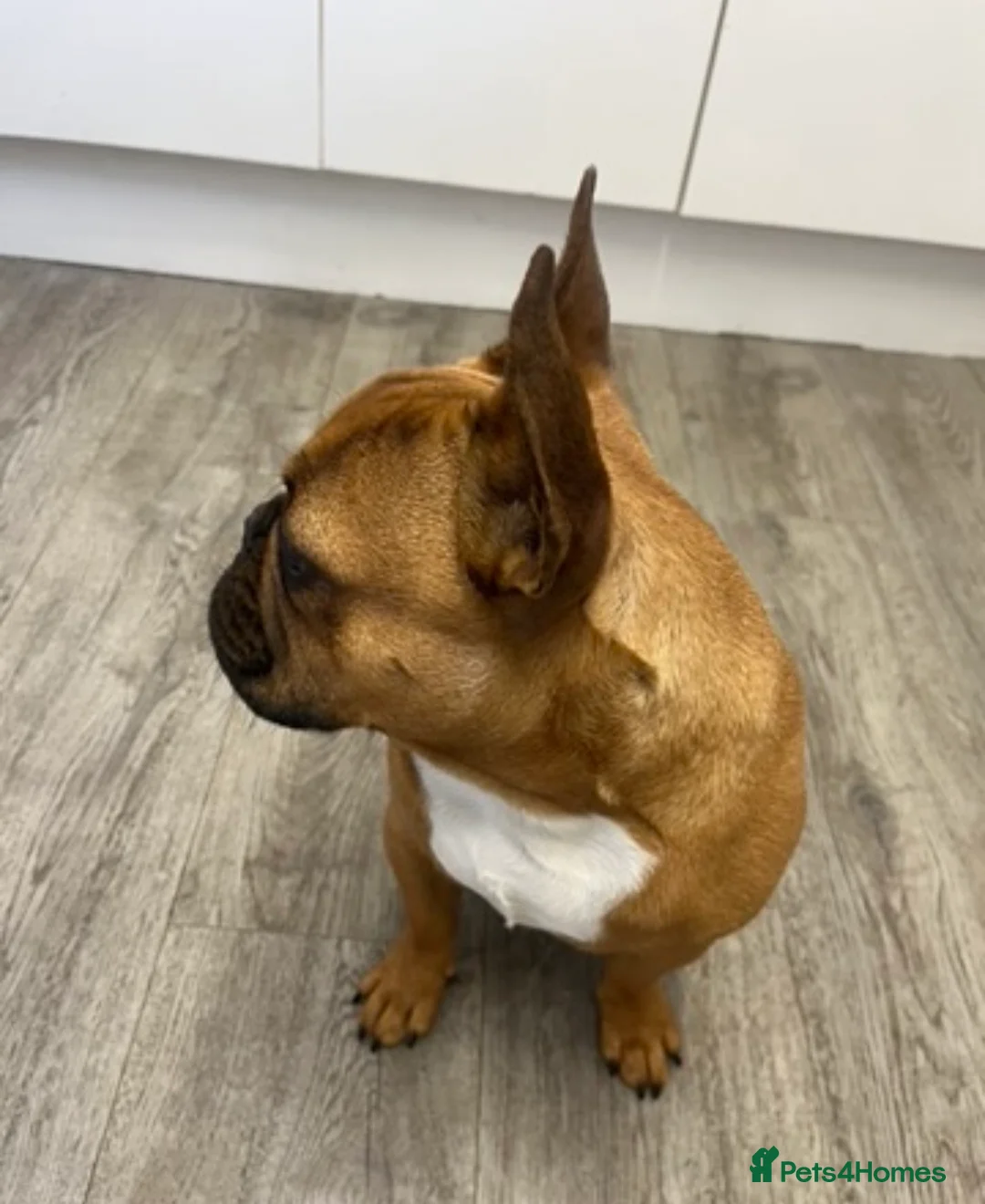 French Bulldog dogs for stud: KC REG FAWN STUD ⭐  - Advert 2