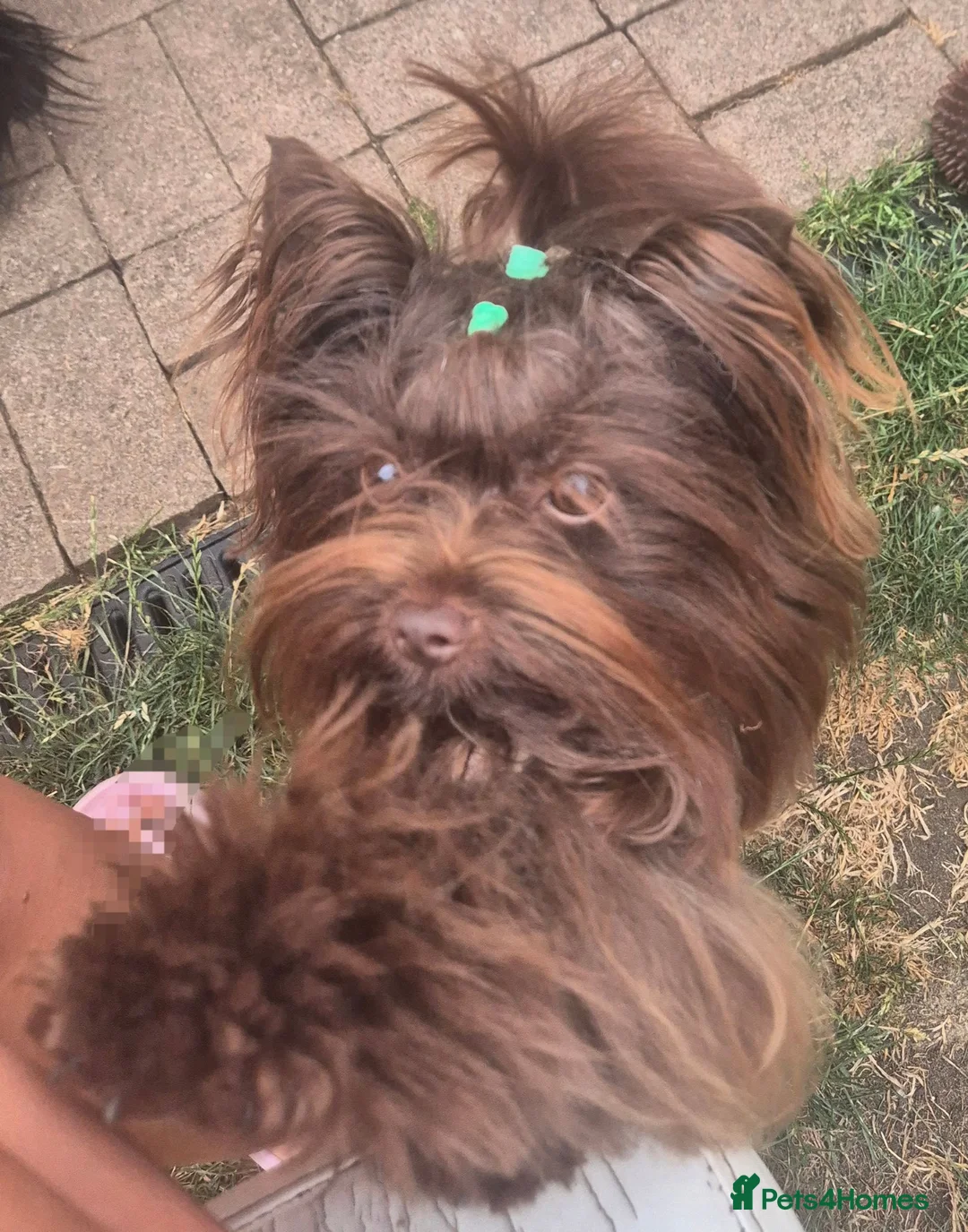 Yorkshire Terrier dogs for stud: Yorkshire Terrier boy for stud  - Advert 7