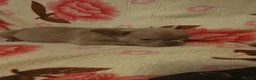 French Bulldog dogs for sale: French bulldog puppie  - Advert 8