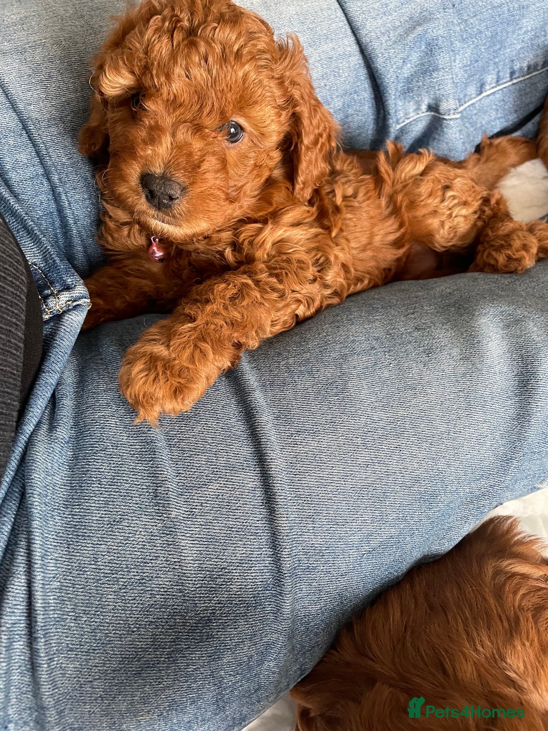 Cavapoo dogs for sale: Cavapoo Puppies  - Image 9