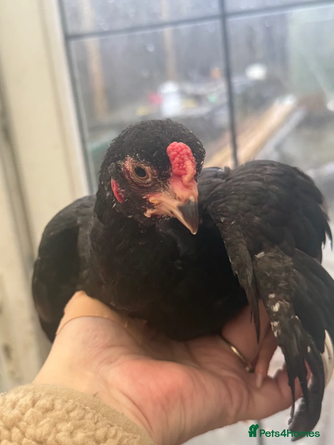 Chickens poultry for sale: Young KO pairs  - Advert 3