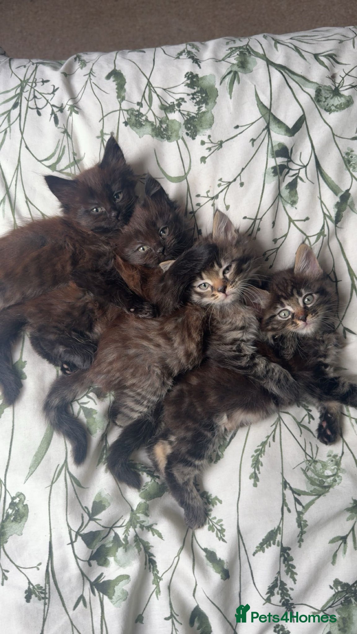 Mixed Breed cats 4 kittens for sale ( read description ) - Advert 7