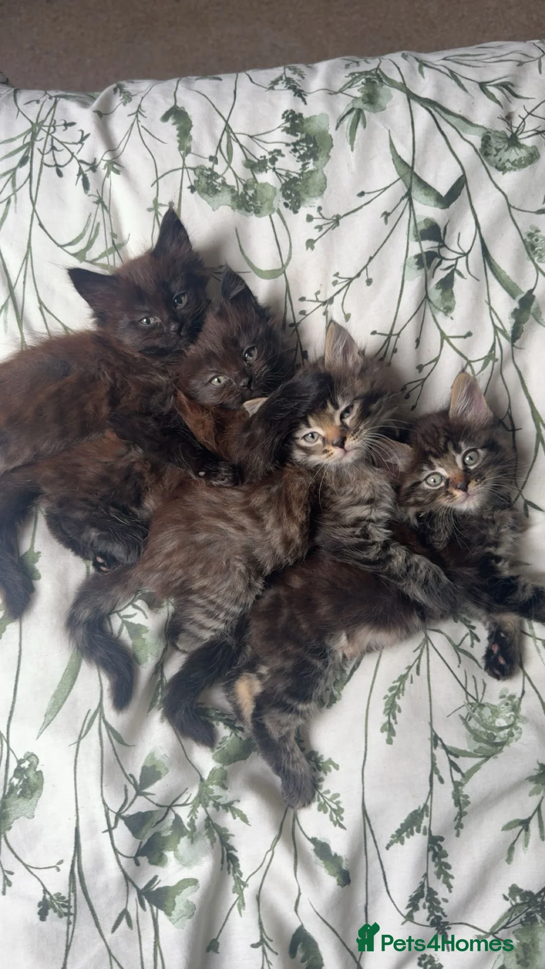 Mixed Breed cats for sale: 4 kittens for sale ( read description ) in Hull - Advert 1