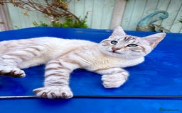 Savannah cats for sale: Breath taking rare girl - Image 4