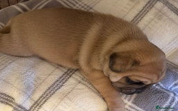 Pug dogs for sale: Beautiful Pug Puppies Male Female - Image 7