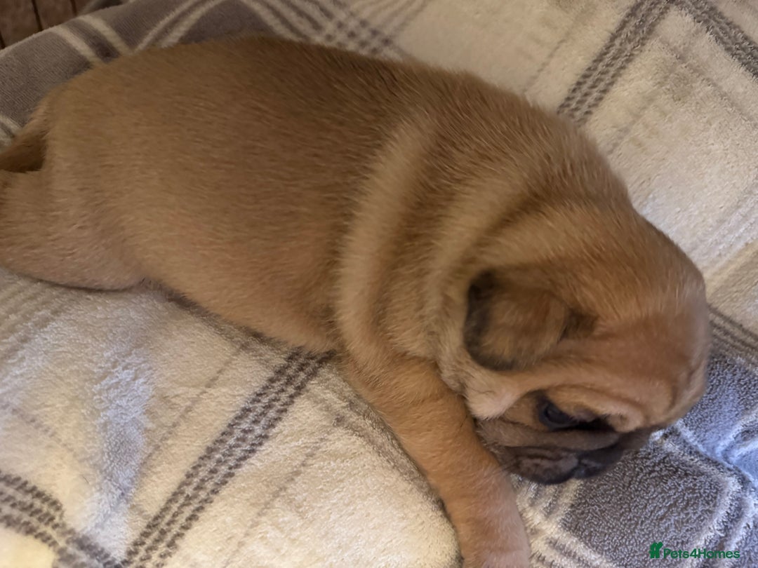 Pug dogs for sale: Beautiful Pug Puppies Male Female - Image 7