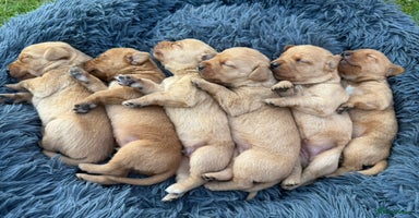 Labrador Retriever dogs - Advert 2