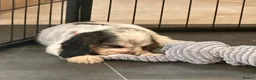 Cocker Spaniel dogs for sale: Stunning KC Show Cocker Spaniel Sable Puppies.  - Advert 25