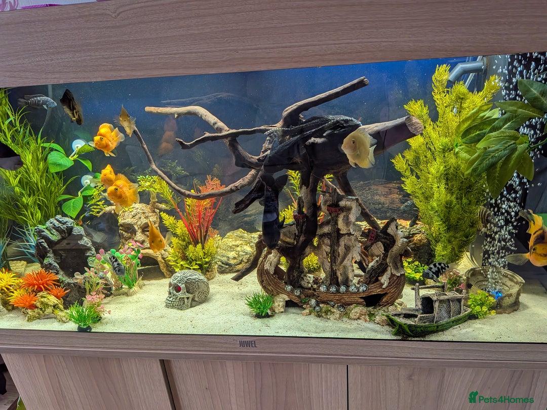 Other/Mixed Breed fish for sale: Tropical freshwater fish and aquarium for sale - Image 4