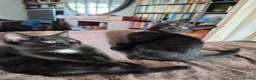 Mixed Breed cats for sale: Two black 10wk old female kittens. in Colchester - Advert 5