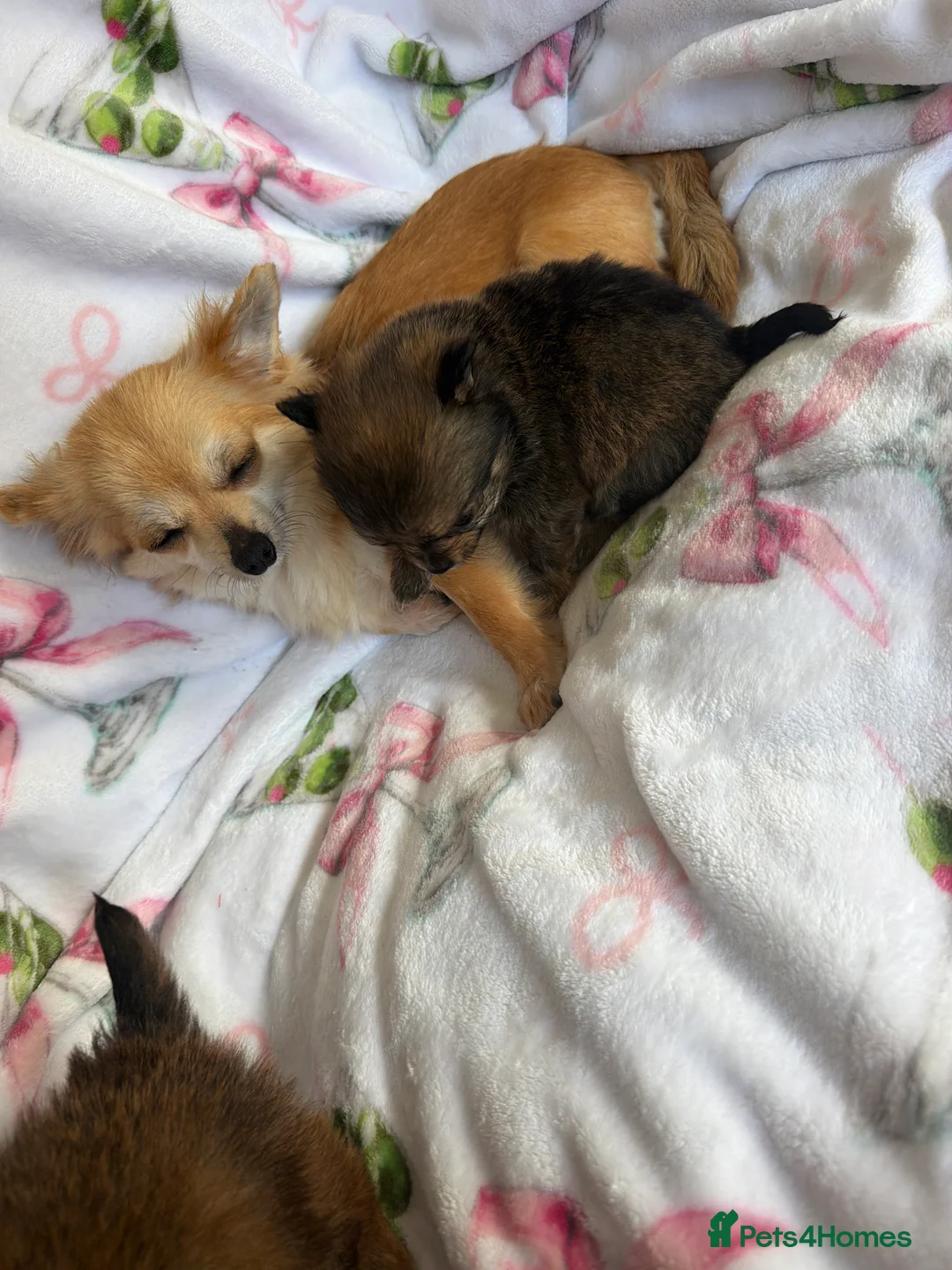 Pomchi dogs for sale: Pomchi - Advert 1