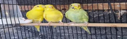 Budgerigars birds for sale: Super silly hand tamed baby budgies  - Advert 8