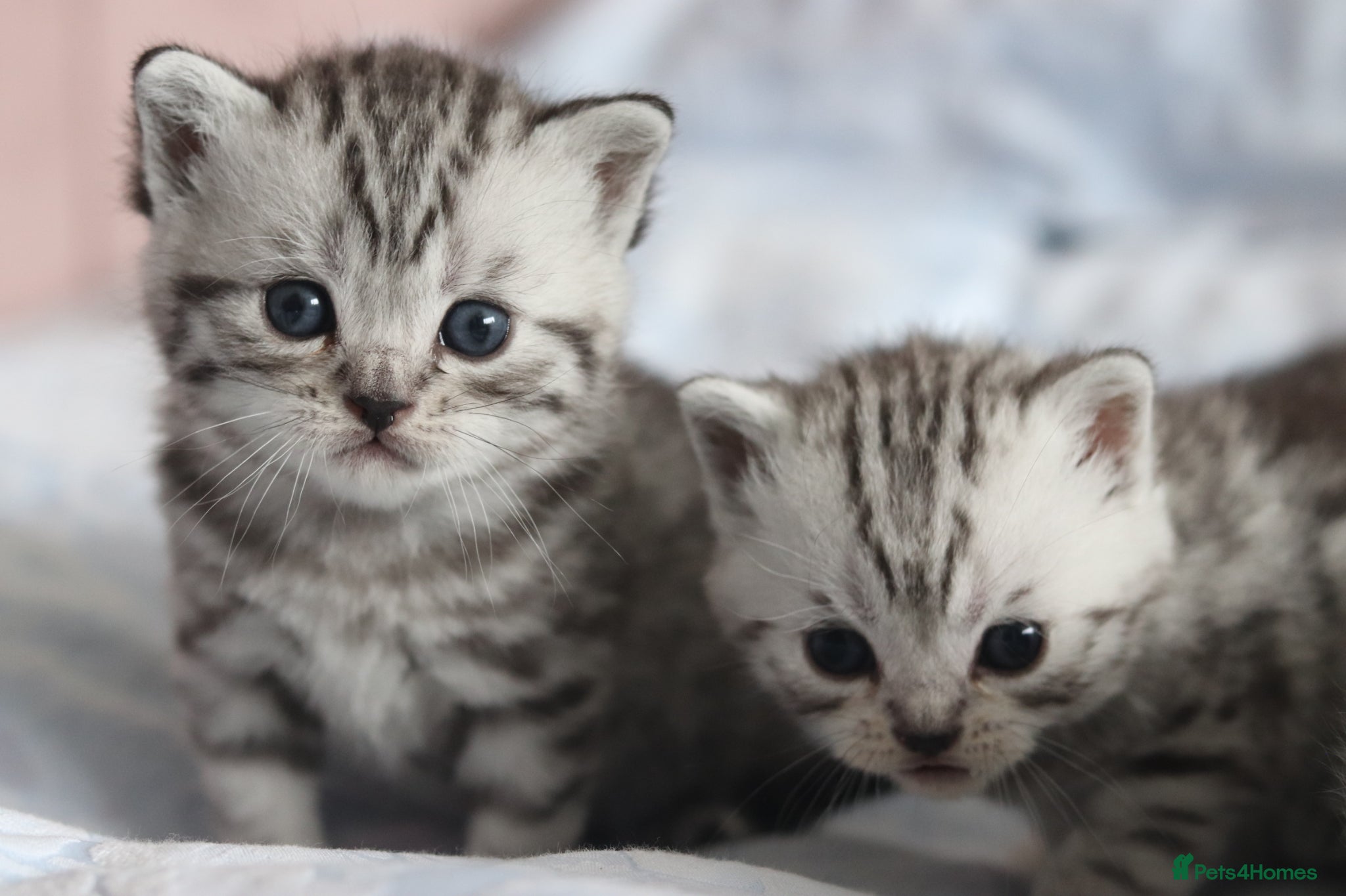 British Shorthair cats 🐾 Gorgeous GCCF British Shorthair Kittens 🐾 - Advert 1
