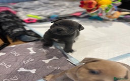 Mixed Breed dogs for sale: STUNNING UNIQUE PUPS 💙💗 - Image 11