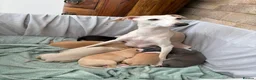 Italian Greyhound dogs for sale: Super cute KC Registered Italian greyhounds  - Advert 2