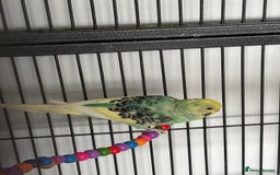 Budgerigars birds for sale: Budgies and cockatiel for sale - Image 2