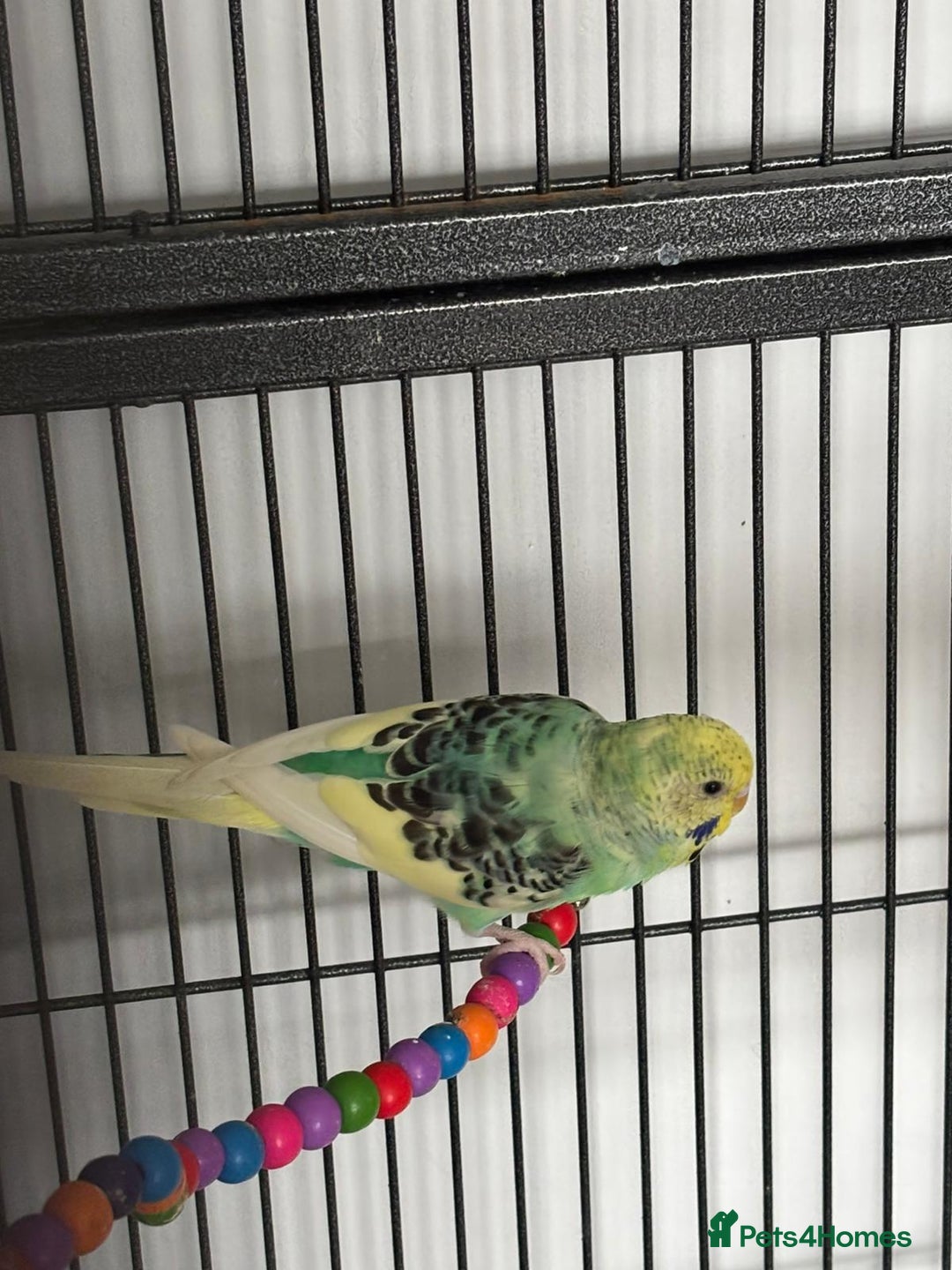 Budgerigars birds for sale: Budgies and cockatiel for sale - Image 2