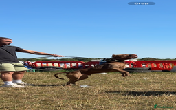 Bandog dogs for sale: BANDOG PUPPIES – SERIOUS QUALITY, SERIOUS PRESENCE - Advert 11