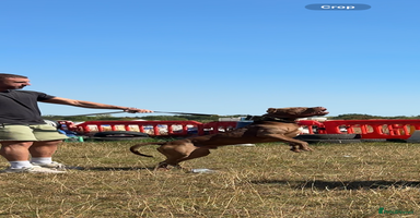 Bandog dogs BANDOG PUPPIES – SERIOUS QUALITY, SERIOUS PRESENCE - Advert 7