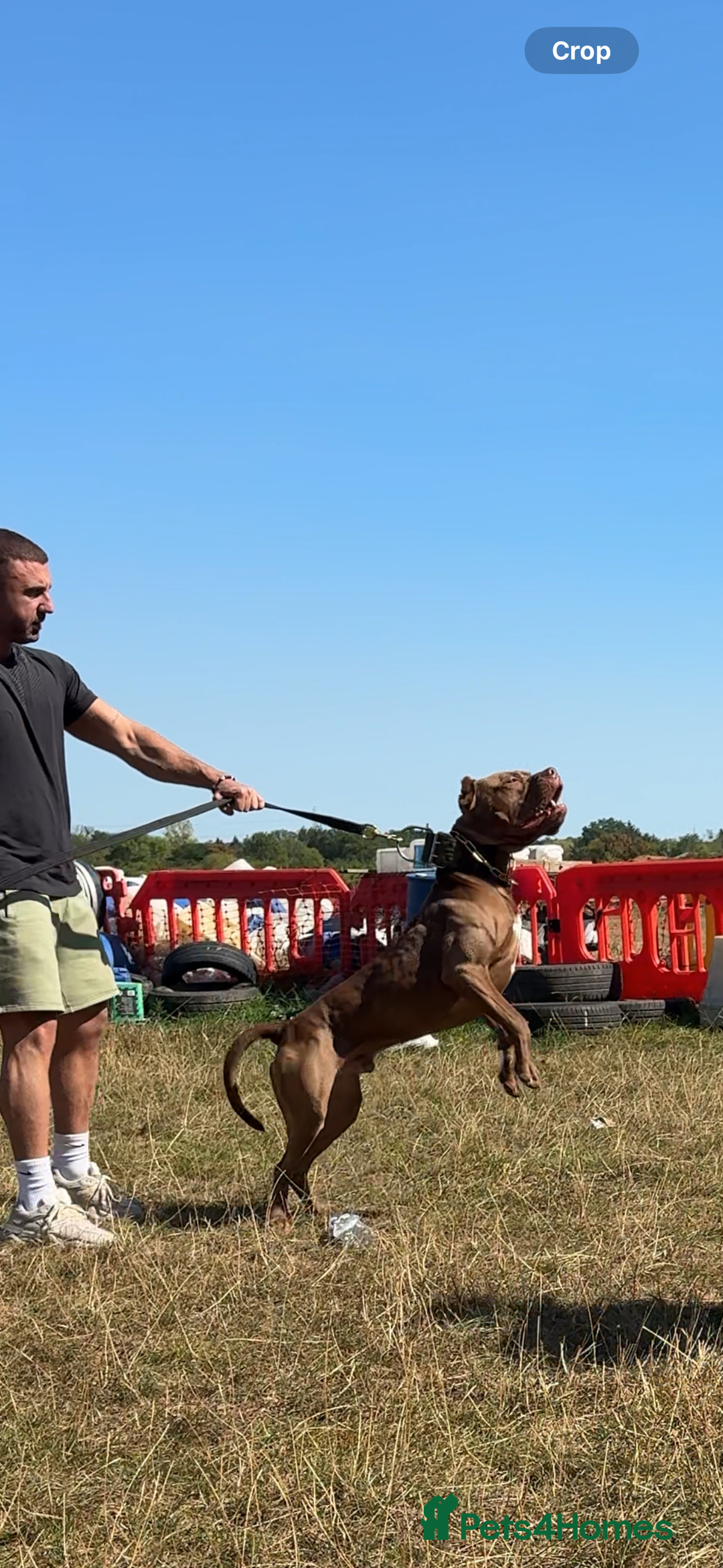 Bandog dogs for sale: BANDOG PUPPIES – SERIOUS QUALITY, SERIOUS PRESENCE - Advert 11